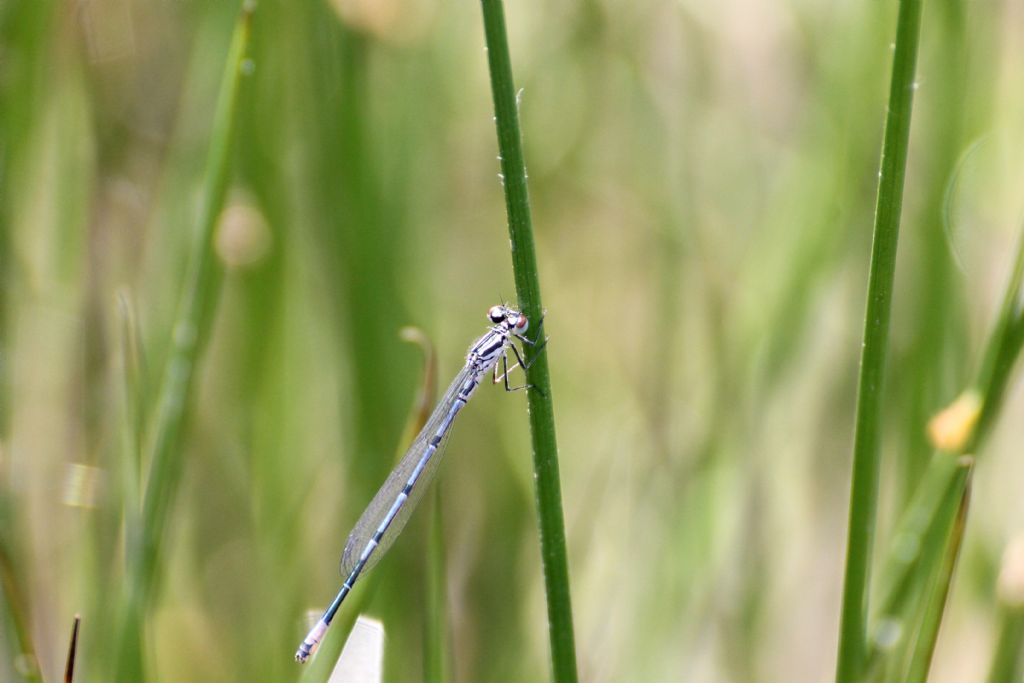 Tutte Coenagrion puella?